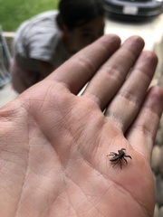 Platycryptus californicus