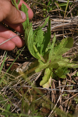 Verbena californica