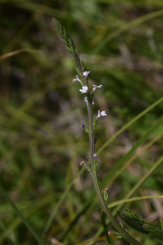 Red Hills vervain (Verbena californica)