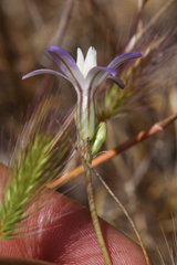 Brodiaea pallida