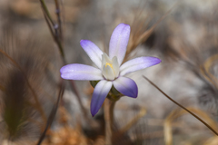Brodiaea pallida