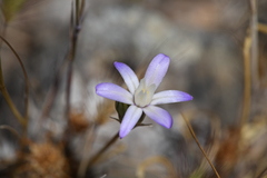 Brodiaea pallida