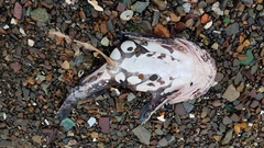 Myoxocephalus