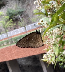 Euploea core amymone