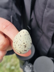 Charadrius hiaticula