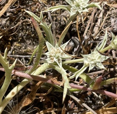 Eryngium montereyense
