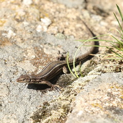 Podarcis guadarramae