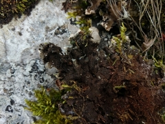 Peltigera elisabethae
