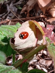 Coccinella septempunctata