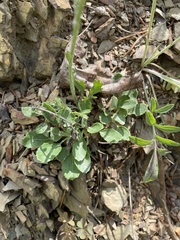 Packera antennariifolia