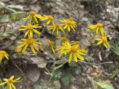 Packera antennariifolia