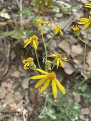 Packera antennariifolia