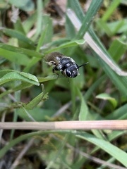 Andrena minutula
