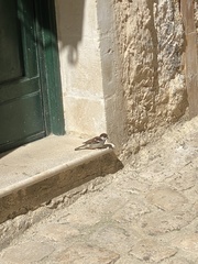 Passer italiae