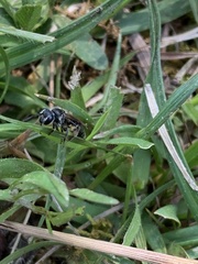 Andrena minutula