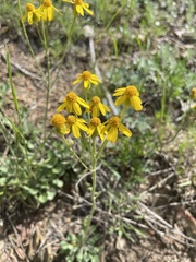Packera antennariifolia