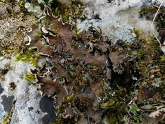 Peltigera elisabethae