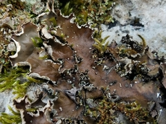 Peltigera elisabethae