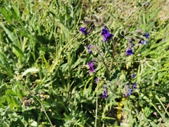 Anchusa officinalis