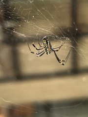 Trichonephila clavipes image