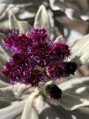 Linochilus schultzii