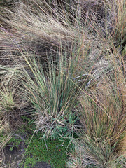 Festuca asplundii