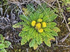 Senecio repens