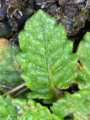 Senecio repens