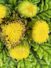 Senecio repens