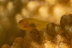 Paragobiodon xanthosoma