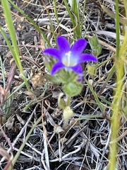 Campanula erinus
