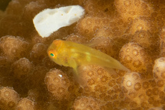 Paragobiodon xanthosoma