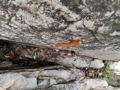 Thyropygus allevatus