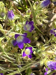 Campanula erinus