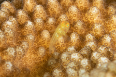 Paragobiodon xanthosoma