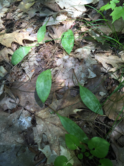 Erythronium americanum