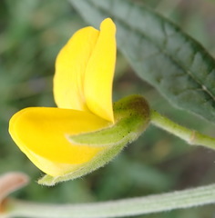 Rhynchosia chrysoscias