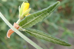 Rhynchosia chrysoscias