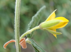 Rhynchosia chrysoscias