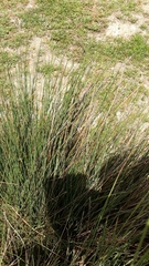 Juncus maritimus