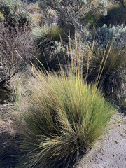 Calamagrostis recta