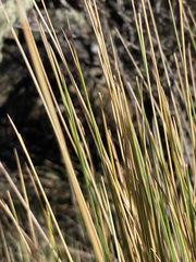 Calamagrostis recta