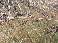 Festuca asplundii