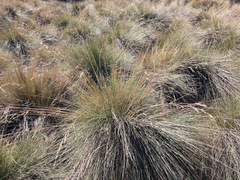 Festuca asplundii