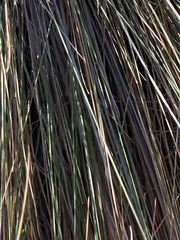 Festuca asplundii