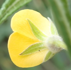 Rhynchosia chrysoscias