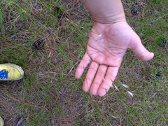 Piptochaetium avenaceum