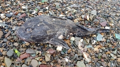 Myoxocephalus