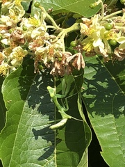 Hierodula patellifera
