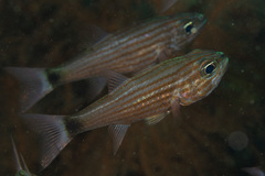 Cheilodipterus artus